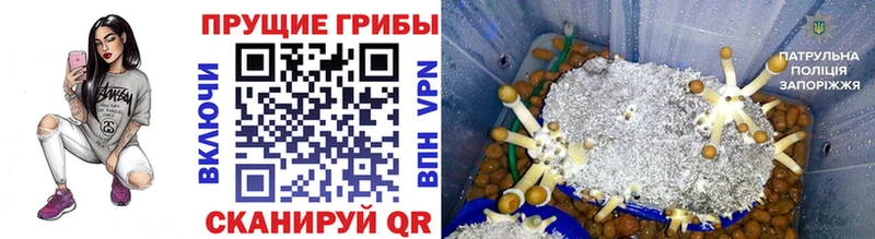 Псилоцибиновые грибы мухоморы  Новомичуринск 